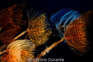 Feathers in the wind (Colony of Giant Fan worms) by Vittorio Durante 